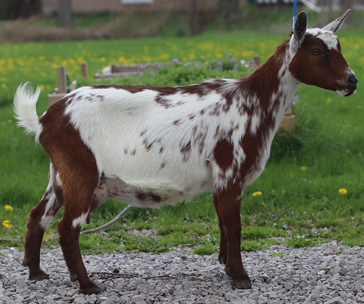 Lesperance Dragonhart 